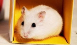 仓鼠皮肤爆料最新,最新爆料揭示其独特结构与功能